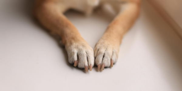 犬の前脚