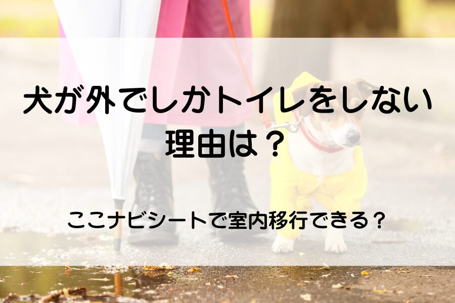 犬　雨のひの散歩